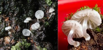 Mycena clavularis