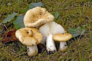 Russula ochroleuca