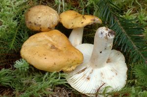 Russula ochroleuca