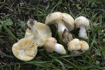Russula odorata