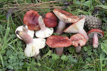 Russula sanguinea