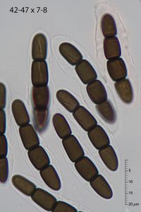 Sporormiella australis