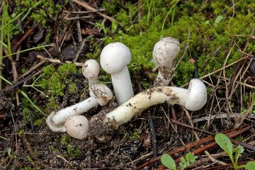 Amanita torrendii