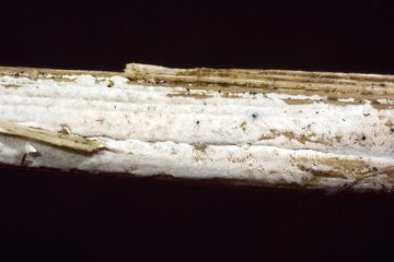 Athelia pyriformis