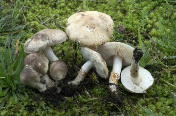 Chamaemyces fracidus