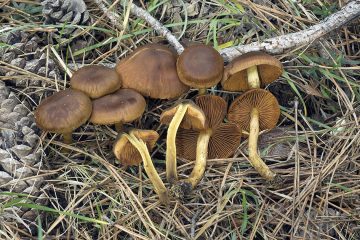 Cortinarius cinnamomeus