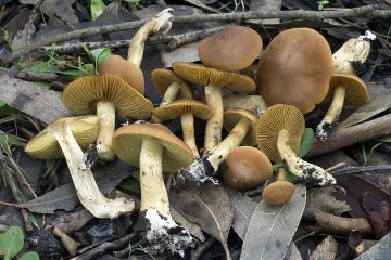 Cortinarius clelandii