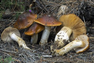 Cortinarius mucosus