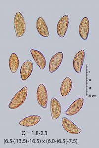 Cortinarius mucosus
