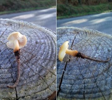 Flammulina fennae