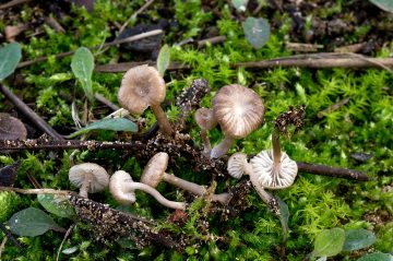 Gamundia striatula