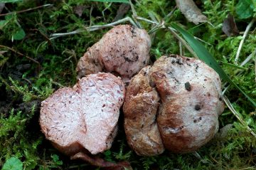 Hydnangium carneum
