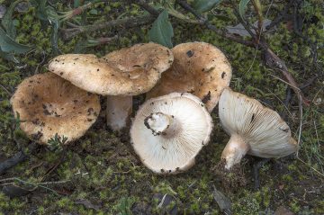 Lactarius tesquorum