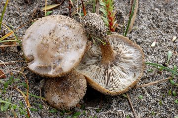 Melanoleuca cinereifolia