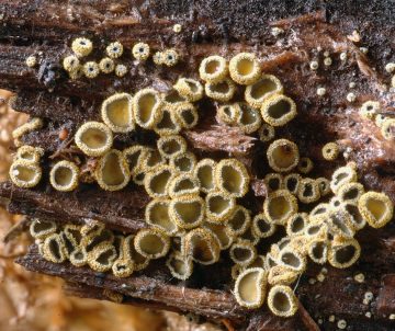 Neodasyscypha cerina