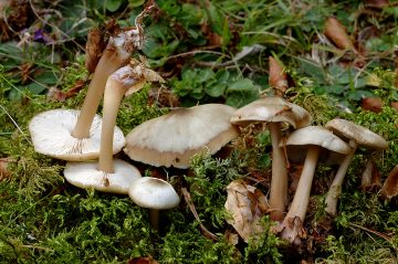 Rhodocollybia butyracea