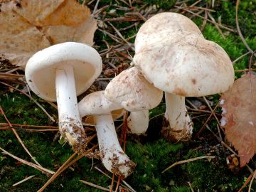 Rhodocollybia maculata
