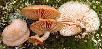 Rhodotus palmatus