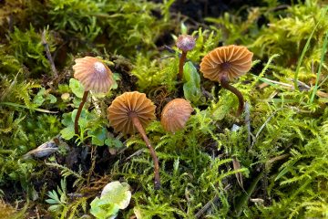 Romagnesiella clavus