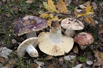 Russula alutacea