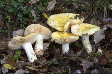Russula helios