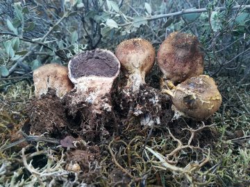 Scleroderma verrucosum