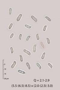 Sistotrema octosporum
