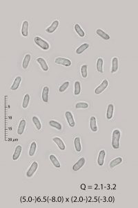 Sistotrema octosporum