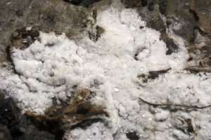Sistotrema octosporum