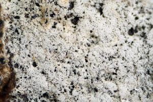 Sistotrema octosporum