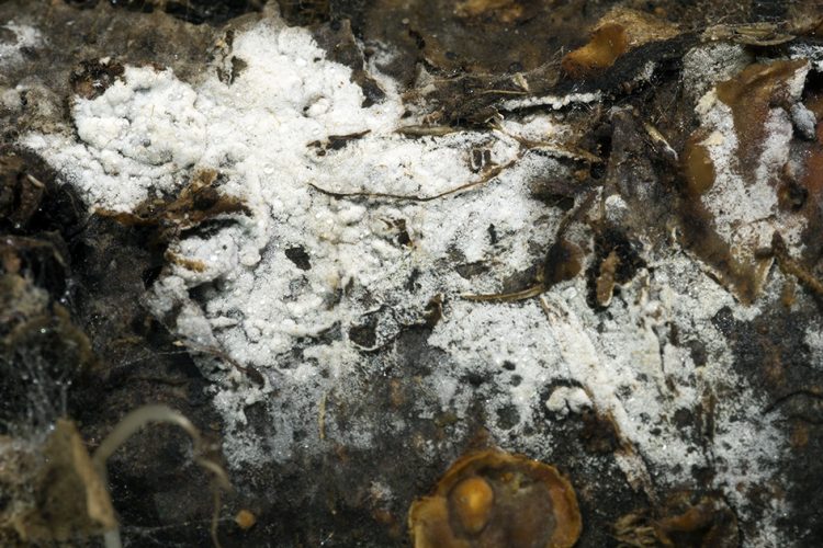 Sistotrema octosporum
