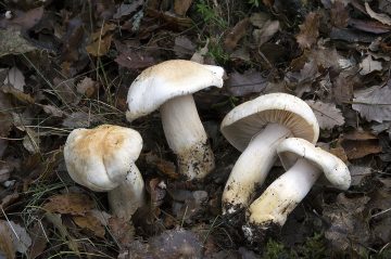 Tricholoma sulphurescens