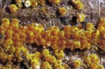 Chrysonectria finisterensis