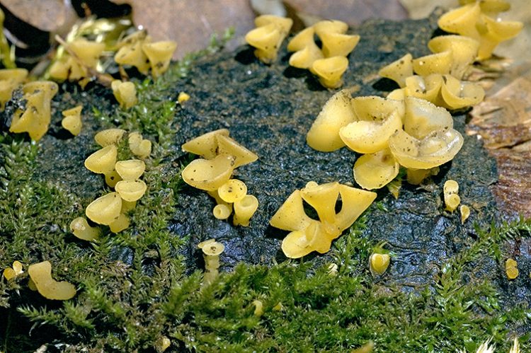 Guepiniopsis buccina