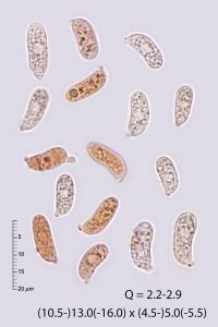 Guepiniopsis buccina