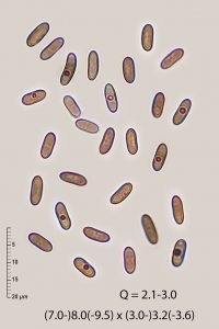 'Lopadostoma saprophilum' 