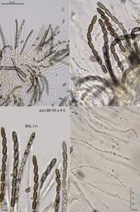 'Lopadostoma saprophilum' 