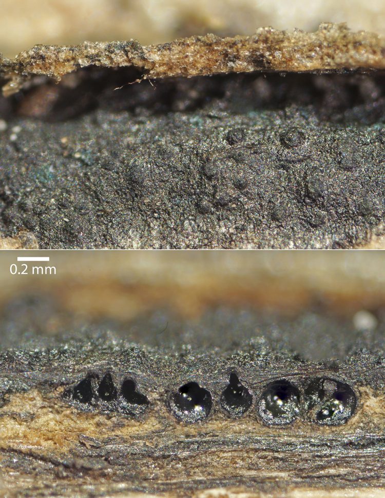 'Lopadostoma saprophilum'
