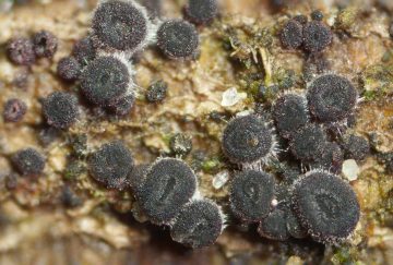 Patellariopsis atrovinosa