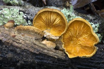 Phyllotopsis nidulans