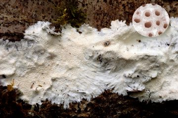 Porotheleum fimbriatum