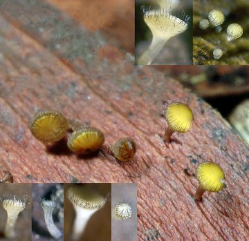 Hymenotorrendiella eucalypti