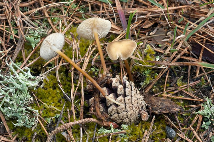 Strobilurus tenacellus (Pers.) Singer • CEMAS • Orden Agaricales