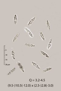 Calycellina sp.