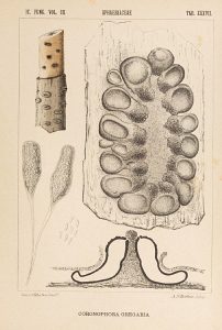 Coronophora gregaria