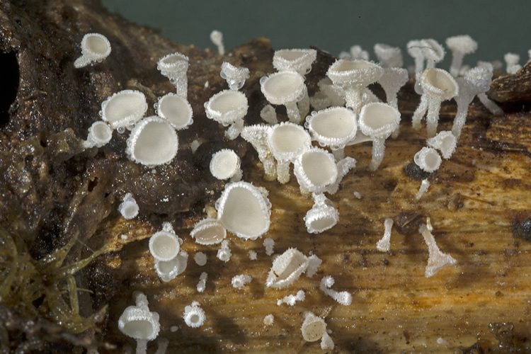 Dasyscyphella crystallina