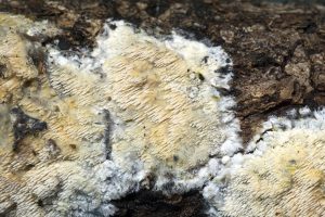 Phlebia aurea 