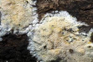 Phlebia aurea 
