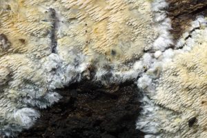Phlebia aurea 