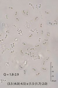 Phlebia aurea 
